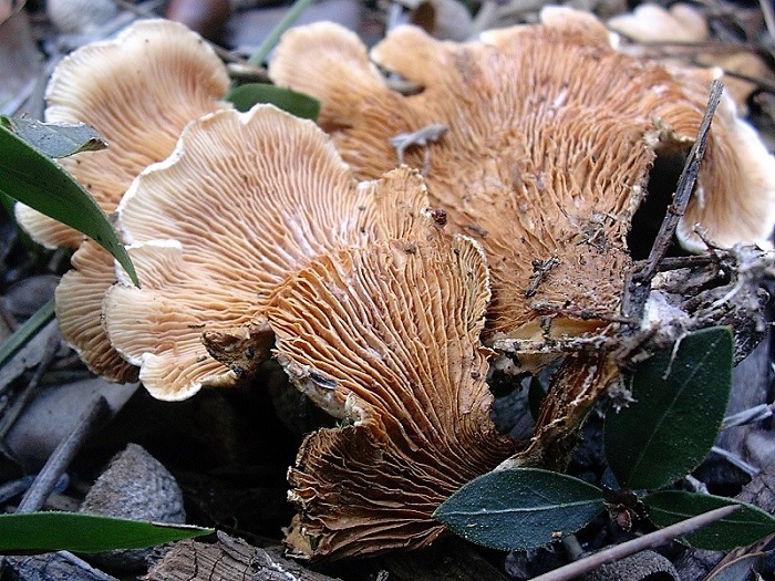 872 Dicembre vecchio  ritrovamento